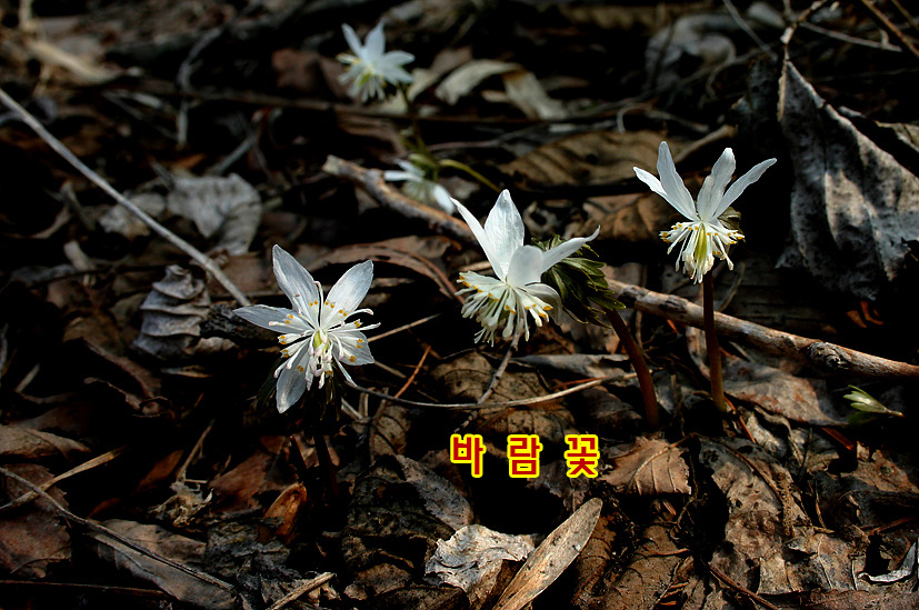 봉림장 이미지