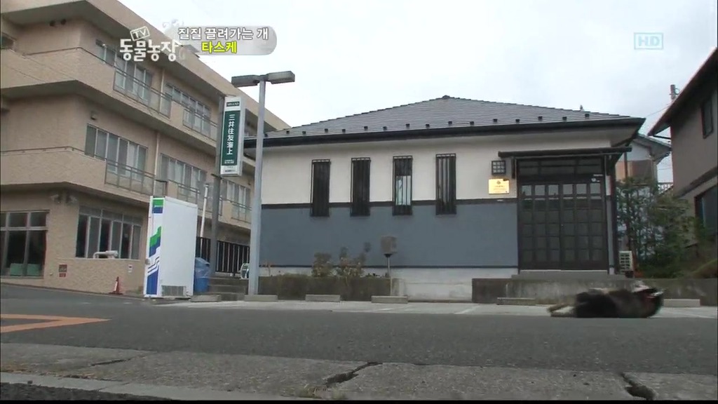 [동물농장] 목줄로 질질 끌려다니는 개.JPG | 인스티즈