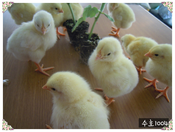 병아리소풍 이미지