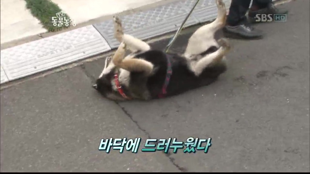 [동물농장] 목줄로 질질 끌려다니는 개.JPG | 인스티즈