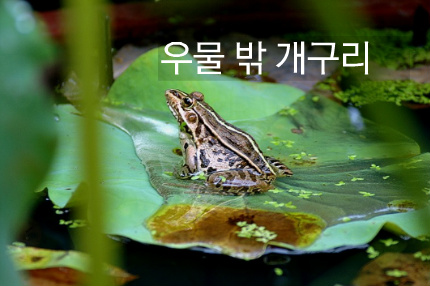 우물밖개구리 이미지
