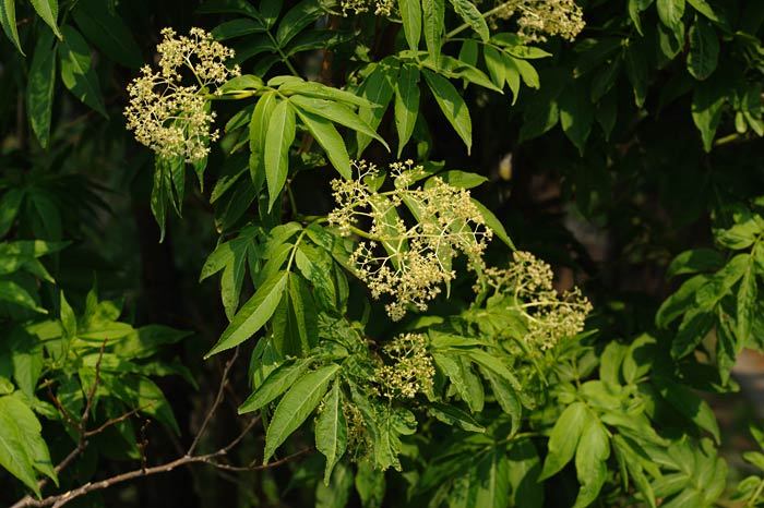 꽃과나무(Flower tree) 이미지
