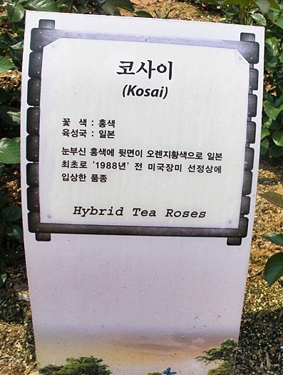 장미꽃사이로 이미지
