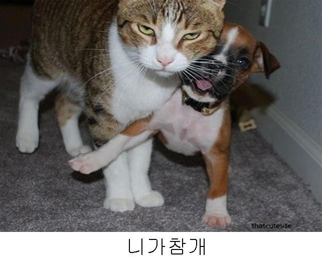 다이쏘 이미지