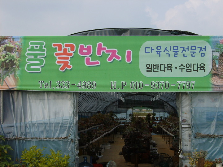 풀꽃다육 이미지