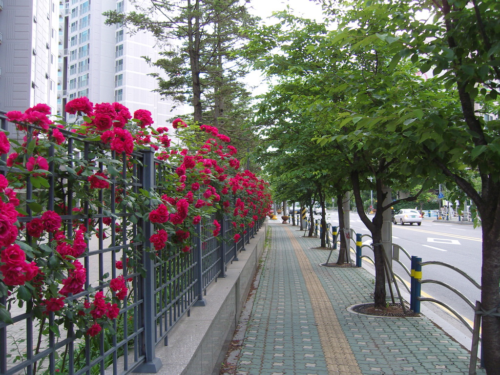 장미천국 이미지