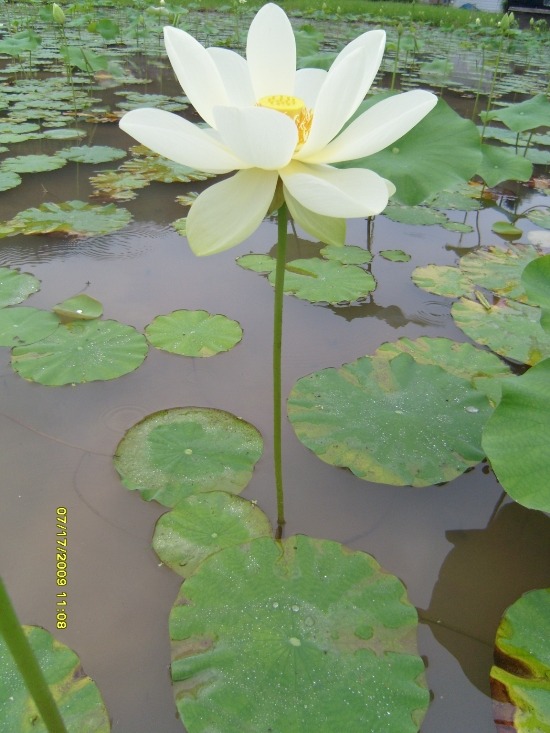 화련 이미지