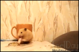 냥이한테 뺏길까봐.gif | 인스티즈