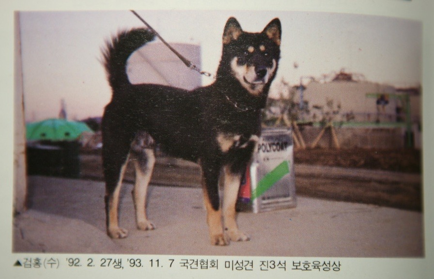 홍이 이미지