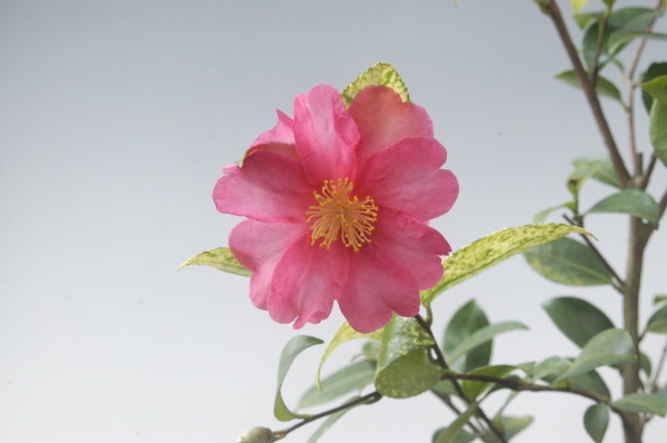 산다화 이미지