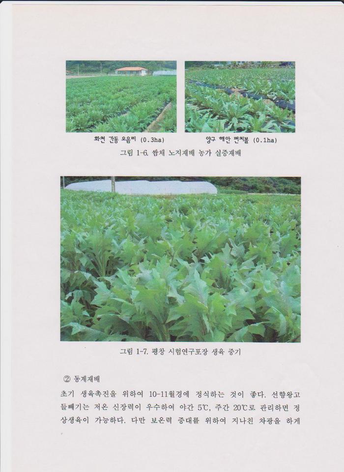 선향 이미지