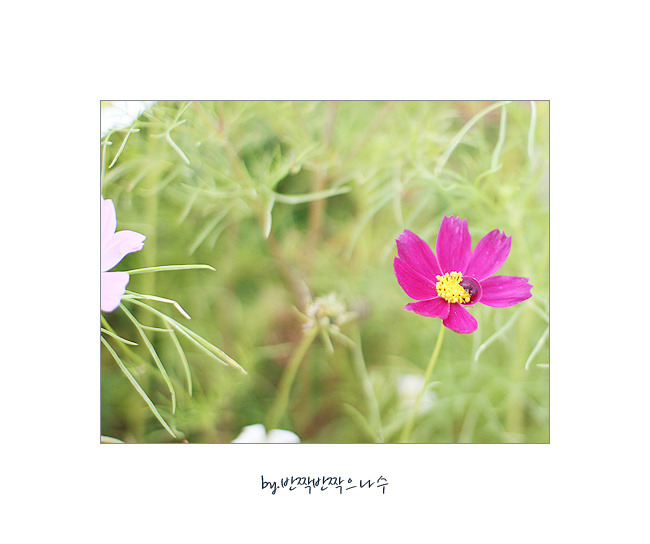 꽃의나라 이미지
