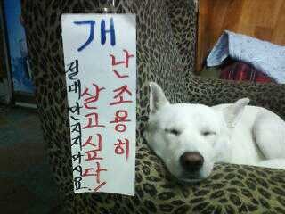 곰순이 이미지