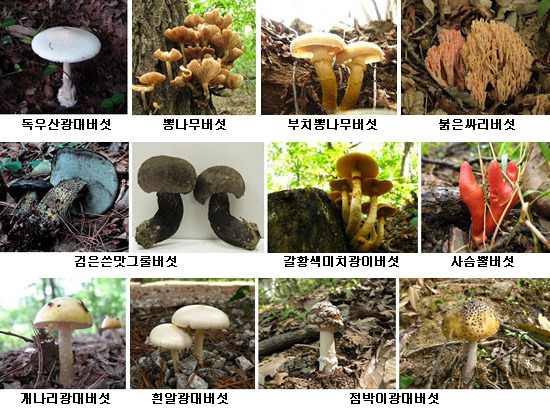 독버섯 이미지