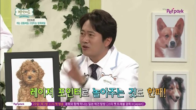 운동체질 강아지와 방콕체질 고양이?! | 인스티즈