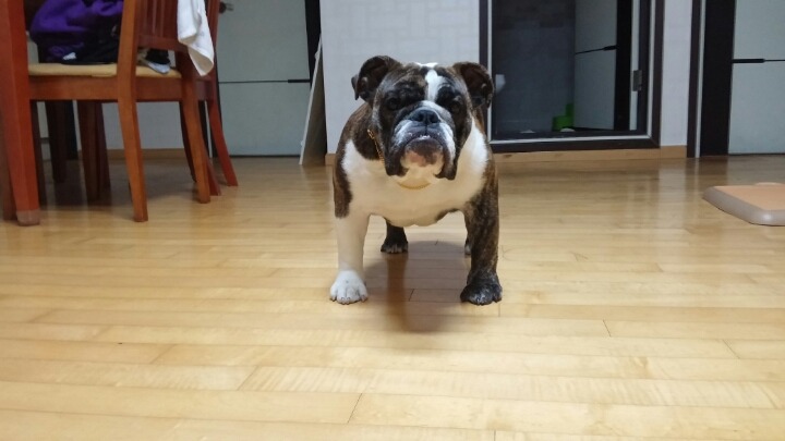 도라 이미지