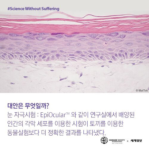 [필수!] 동물실험반대서명 하고가세요!!! 당신의 한서명이 몇천 몇만마리의 동물들을 살립니다!!! 서명하고 하는일마다 잘풀리는 복받아가세요~!! | 인스티즈