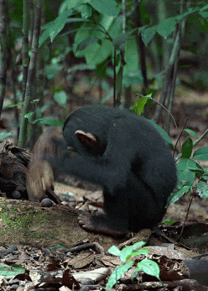 열매깨고 난 후 춤추는 원숭이ㅋㅋ.gif | 인스티즈