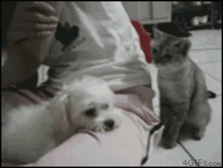 냥아치 gif | 인스티즈