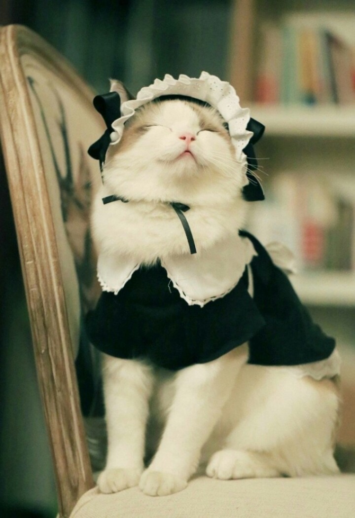 고양이 미모 | 인스티즈