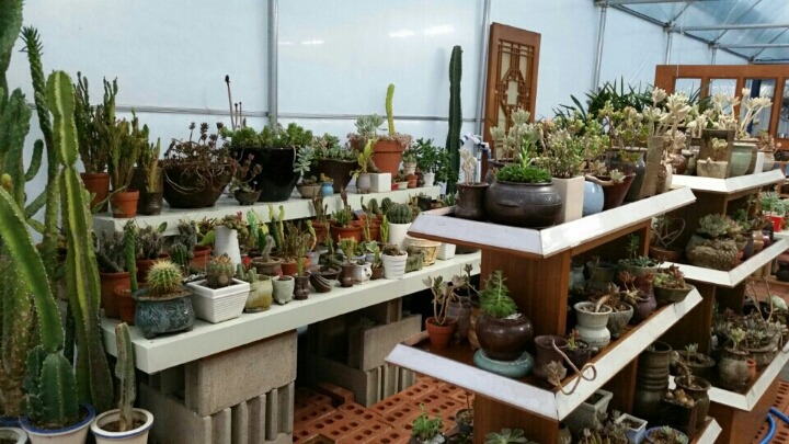 다육이공방 이미지