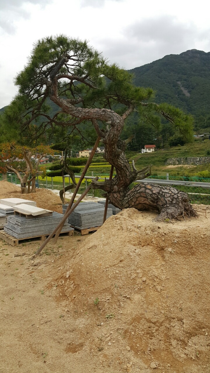 자연목 이미지