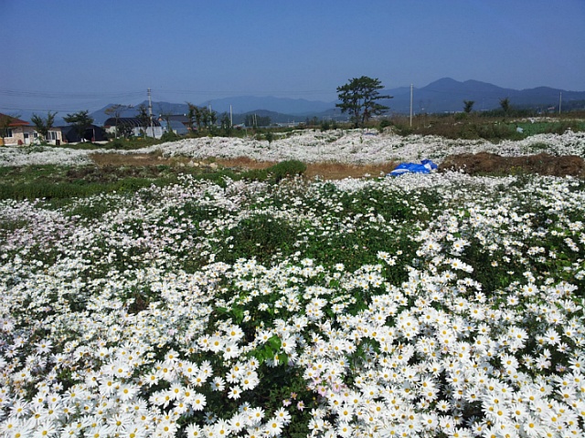 화산농원 이미지
