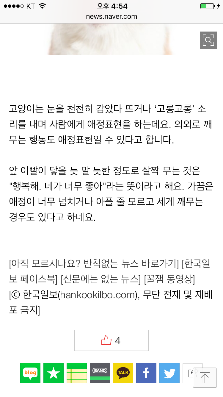 [애니팩트] 고양이가 살짝 깨무는 것은 애정표현이다 | 인스티즈