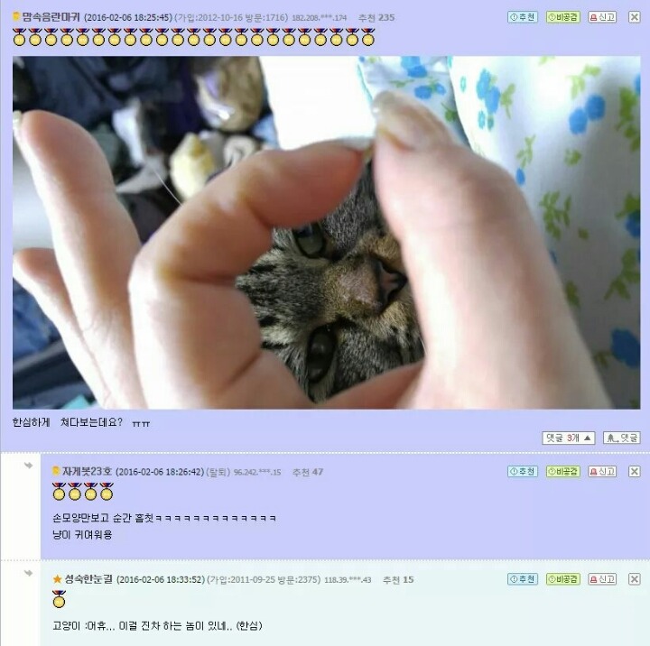 고양이앞에서 손가락 고리를 만들면.jpg | 인스티즈