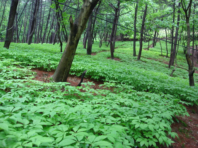 산삼골 이미지