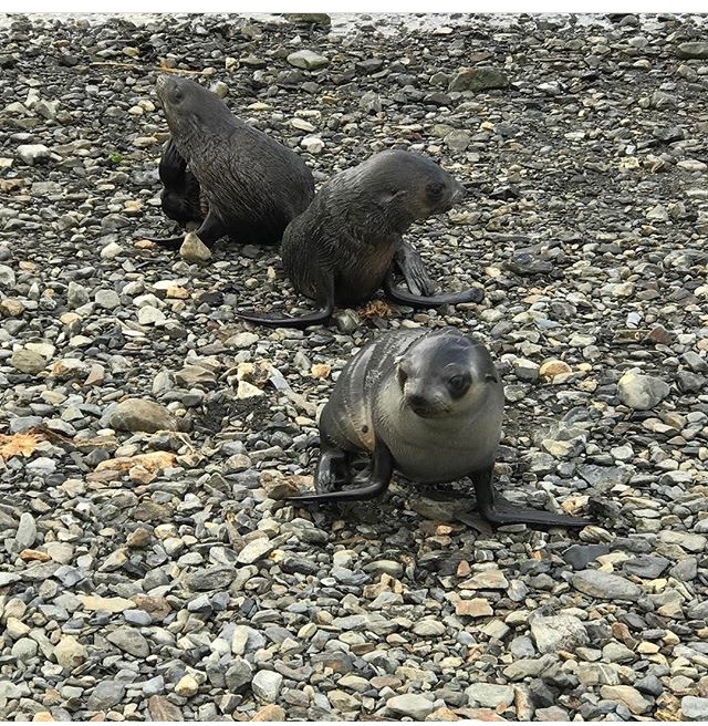 NGC가 사랑하는 사우스조지아 사우스샌드위치 제도 | 인스티즈