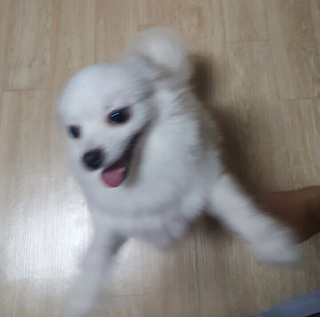 강아지를 보호하고 있습니다..!!!!!!!!! | 인스티즈