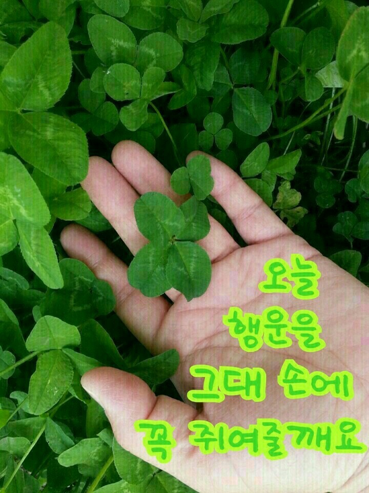 행운을드립니다 이미지