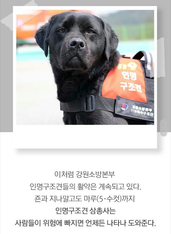 사람들 구조하는 인명구조견 삼총사 | 인스티즈