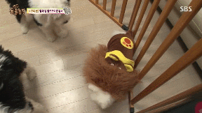 누가봐도 사자임 아무튼 사자임.gif | 인스티즈