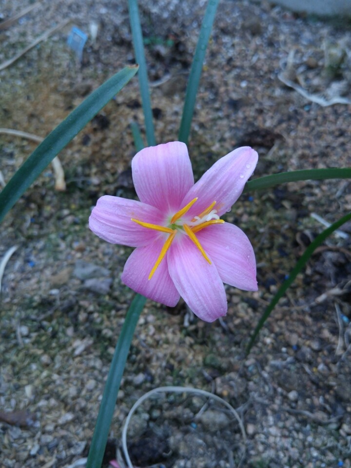 옥스 이미지