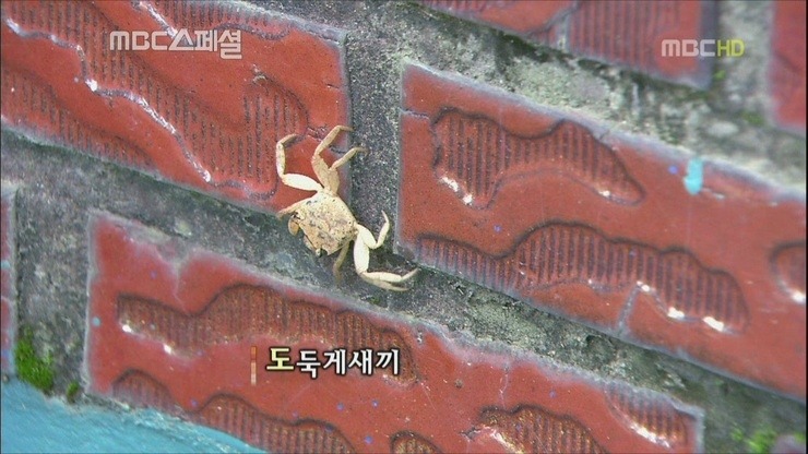 ,,게새끼 | 인스티즈
