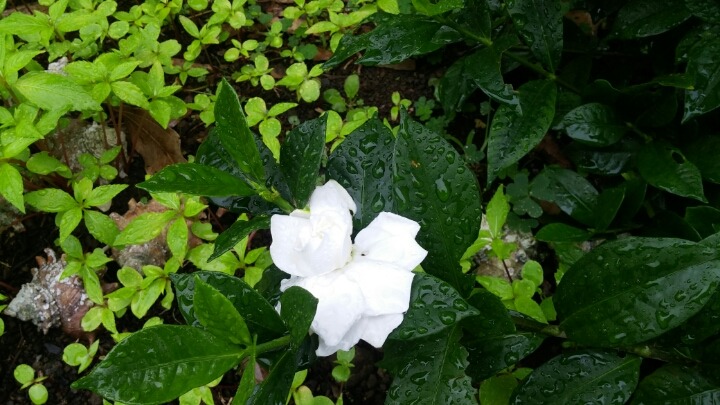 하나조경 이미지