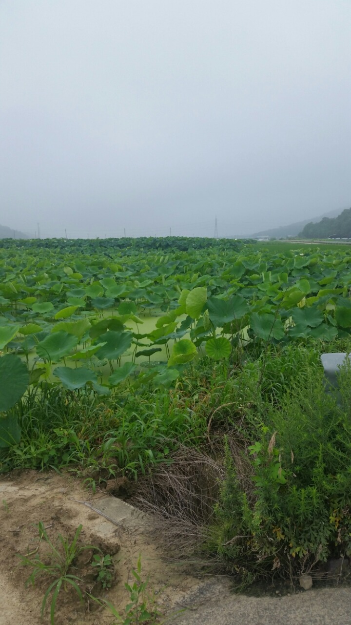 통발 이미지
