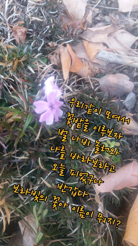 꽃봄봄 이미지