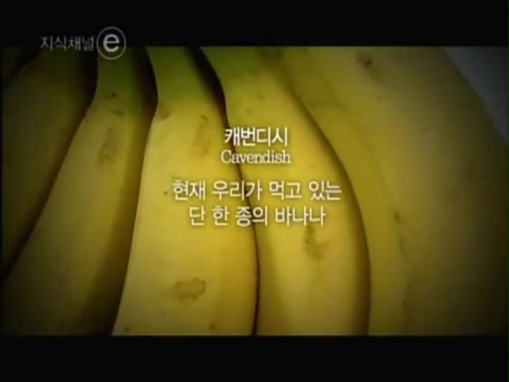 빠나나 이미지