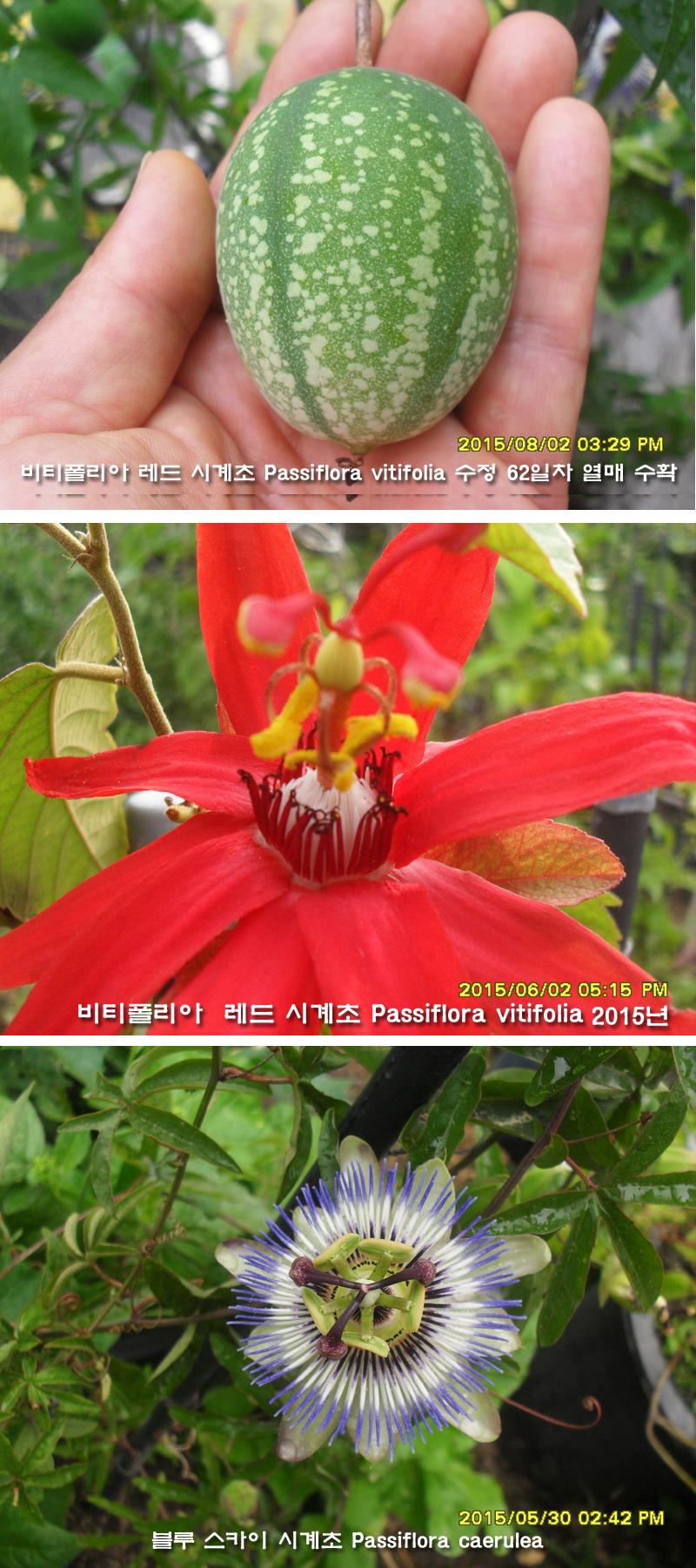 폴리아 이미지