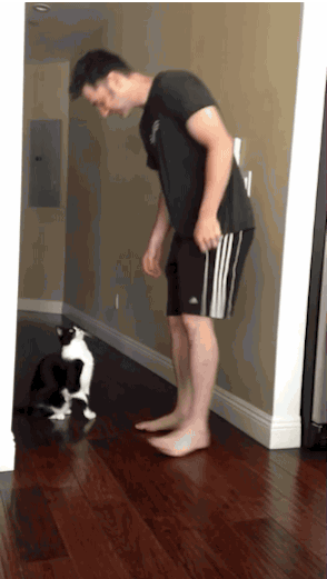 고양이.gif | 인스티즈