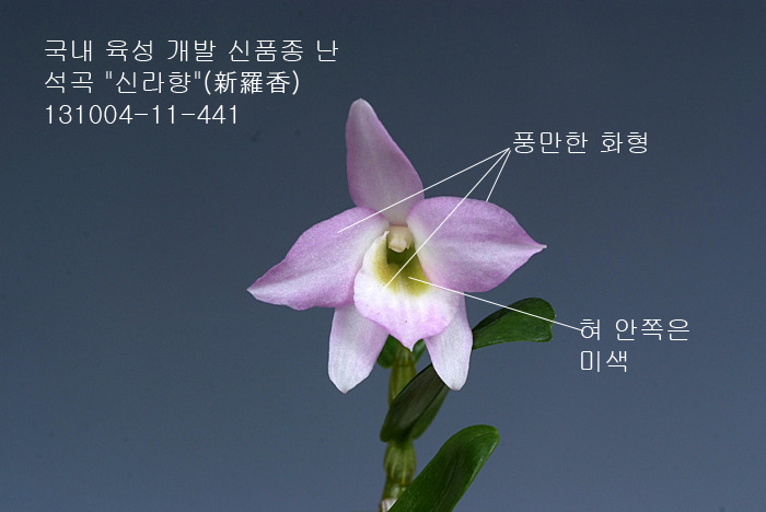 신라향 이미지