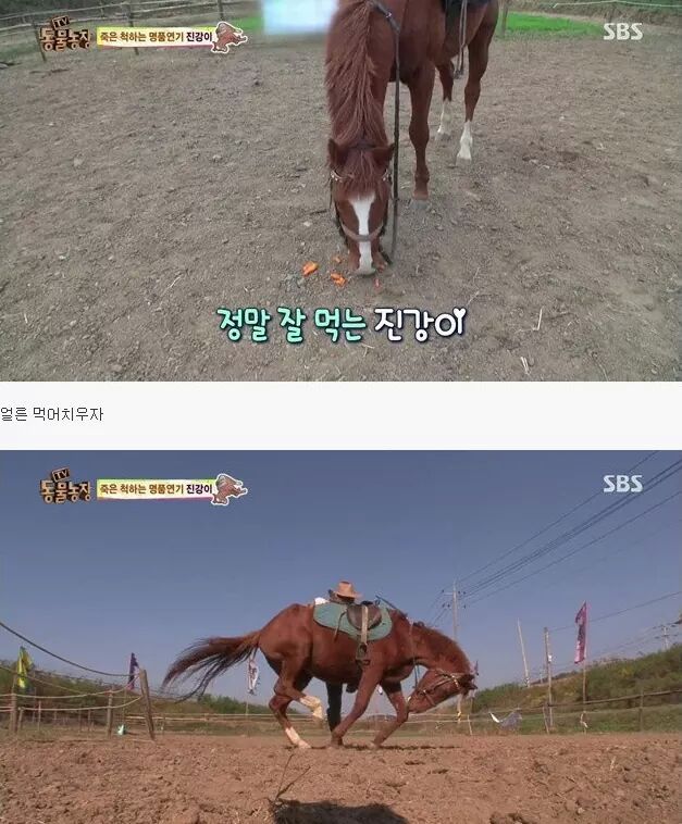 죽은척 하는 말 | 인스티즈