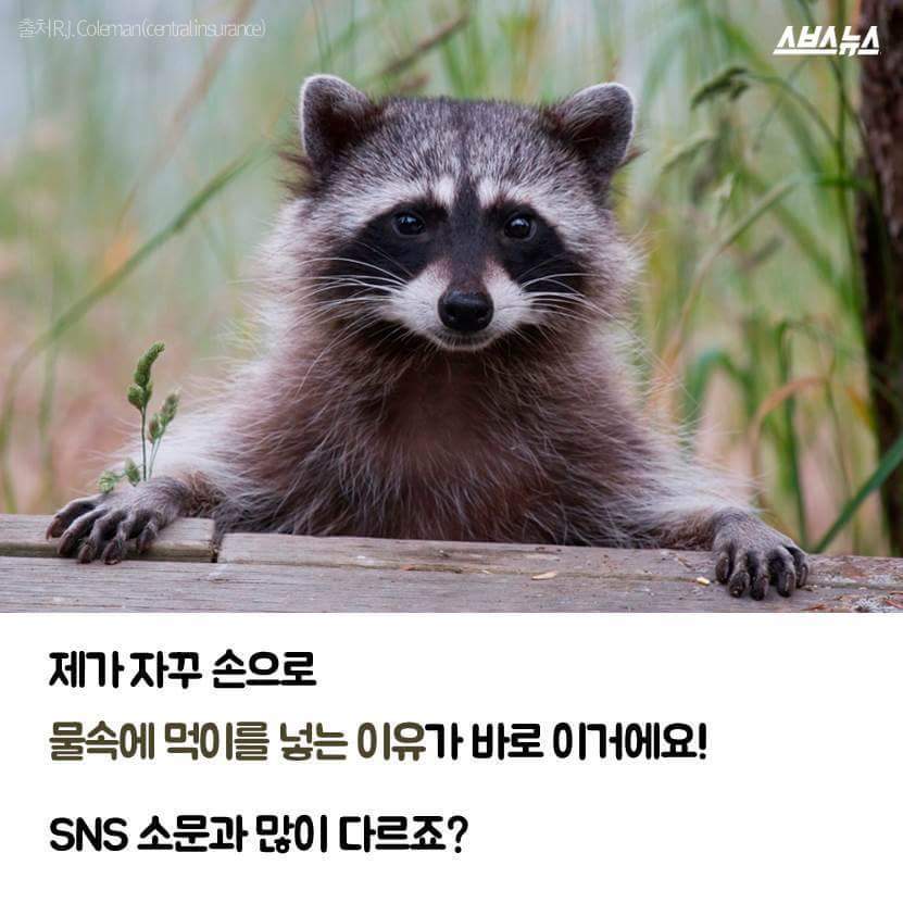 라쿤이 물속에 먹이를 넣는 이유 | 인스티즈