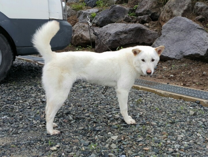 야시 이미지