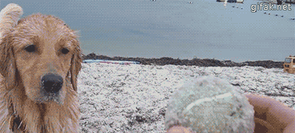 개빠름 .GIF | 인스티즈