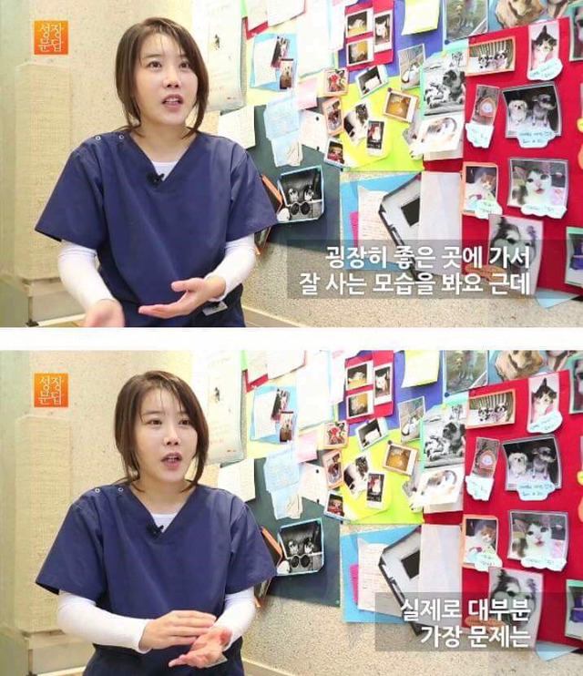동물을 좋아하는 사람이 동물을 버린단 말이에요 | 인스티즈