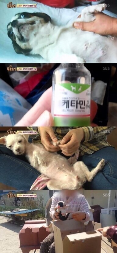 [TV동물농장] 강아지 공장 | 인스티즈